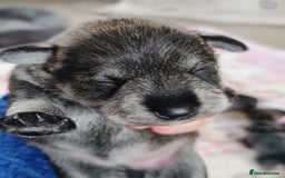 Miniature Schnauzer dogs for sale: Beautiful KC Reg. Miniature Schnauzer Puppies - Advert 20