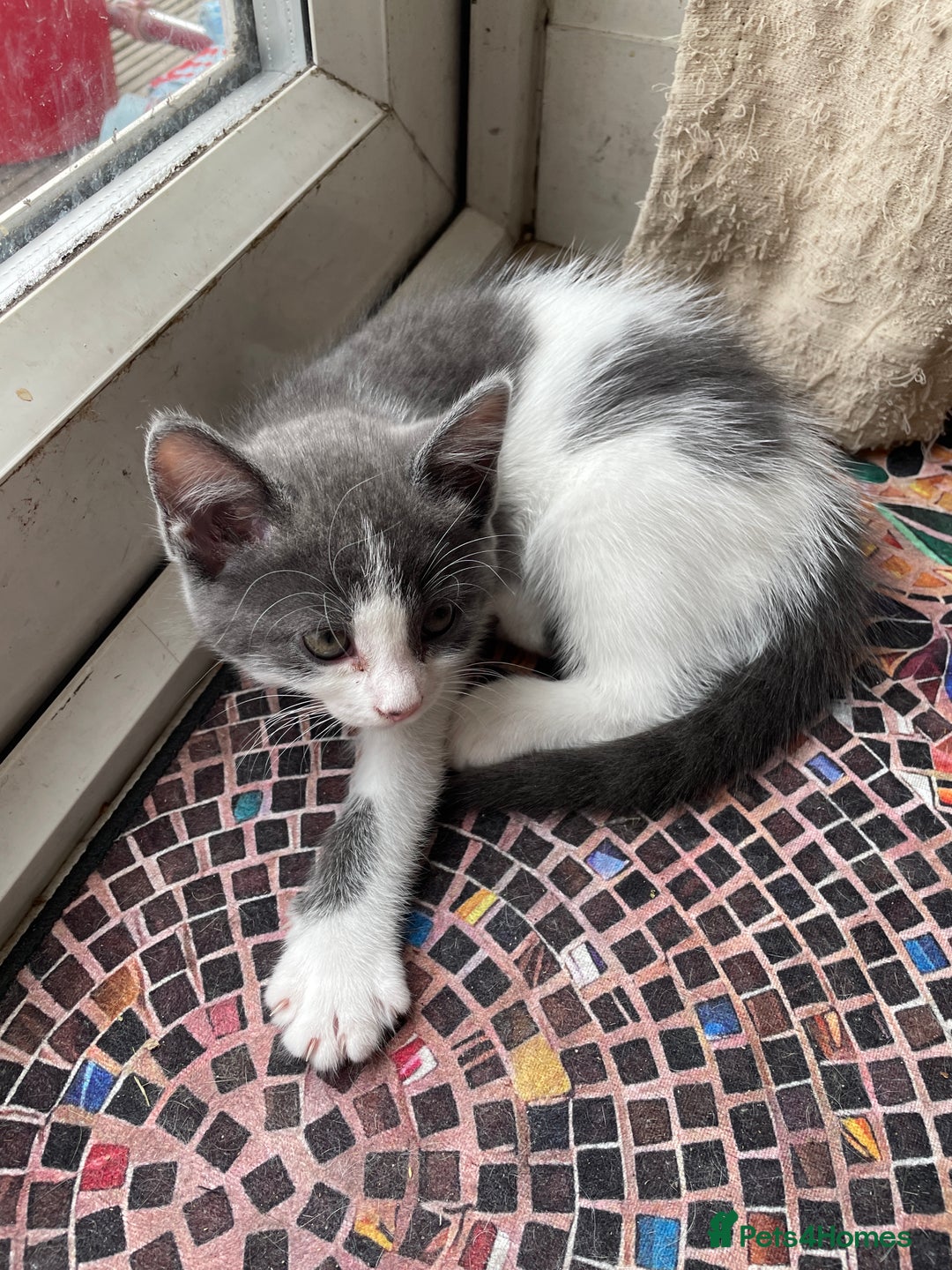 British Shorthair cats for sale: 2 BSH available next week for their forever family - Image 6