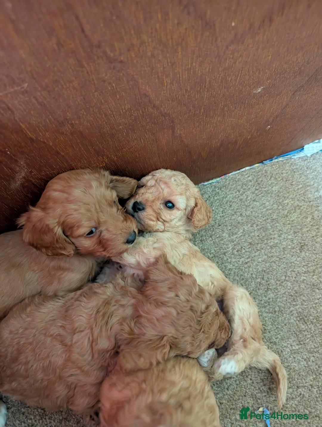 Cavapoo dogs for sale: F1b Cavapoo Puppies  in Leek - Advert 2