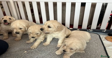 Golden Retriever dogs - Advert 4
