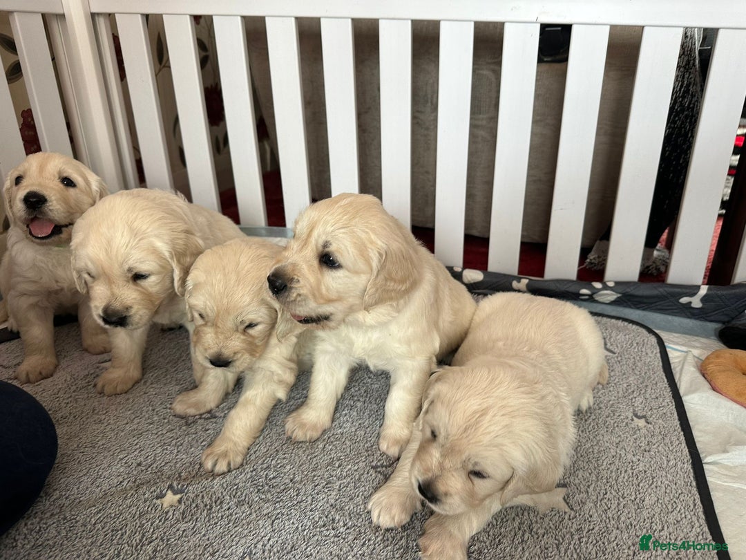 Golden Retriever dogs for sale: Golden retriever  - Image 2