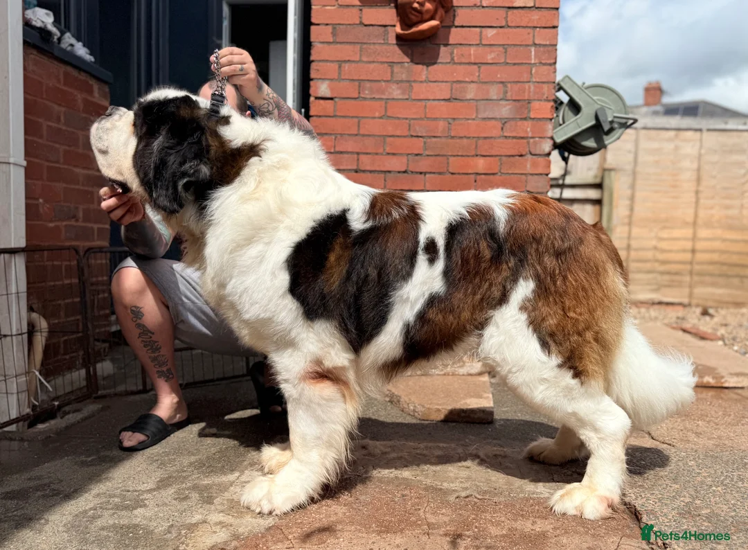 Saint Bernard dogs for sale: Saint looking for forever home in Exeter - Advert 1