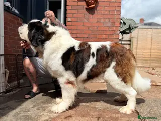 Saint Bernard dogs Saint looking for forever home - Advert 13