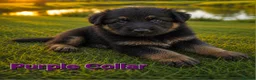 German Shepherd dogs for sale: 2 healthy straight back KC registered male GSP's  - Advert 22