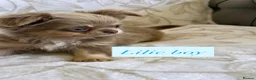 Chihuahua dogs for sale: Beautiful chihuahuas in Badminton - Advert 1