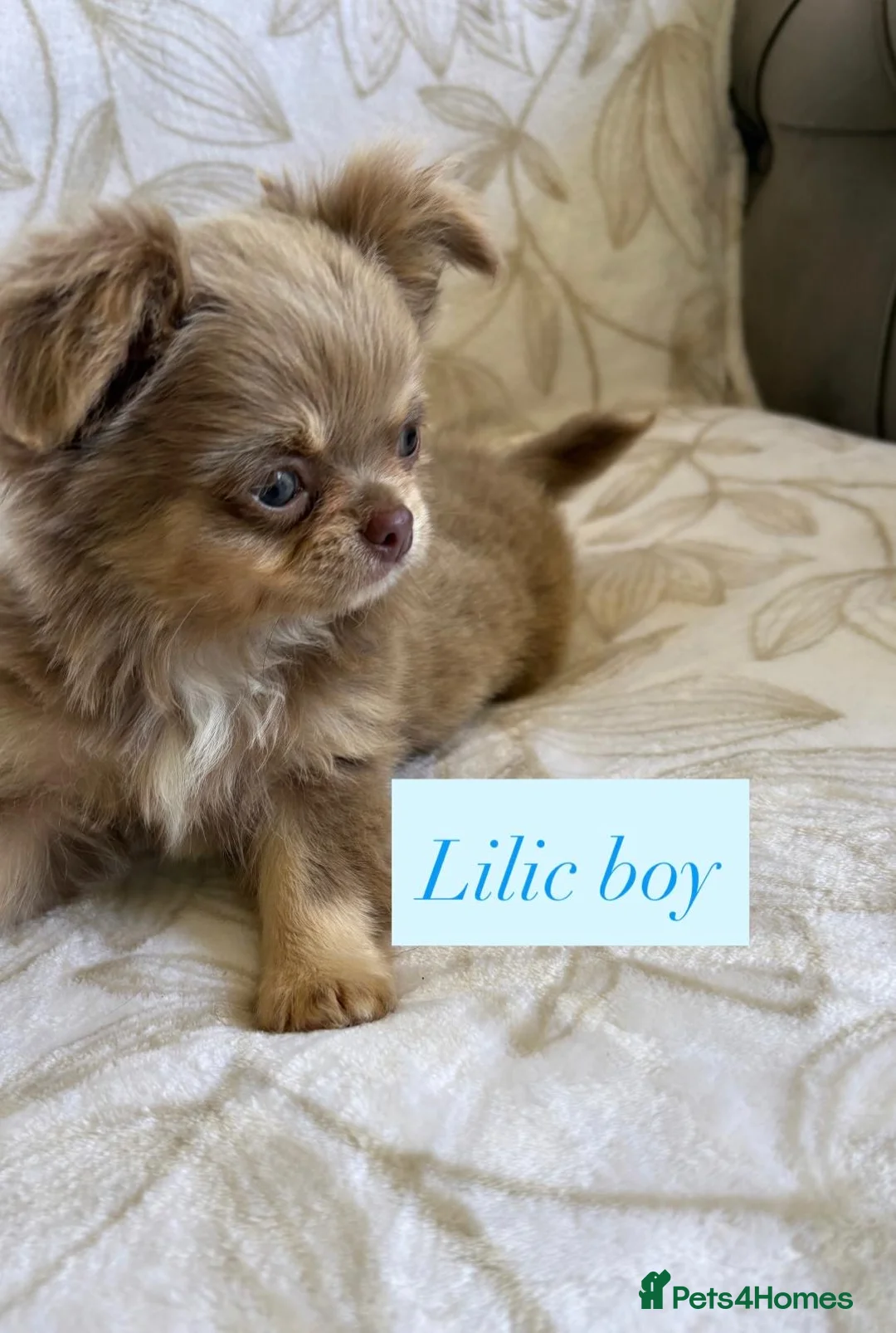 Chihuahua dogs for sale: Beautiful chihuahuas in Badminton - Advert 1