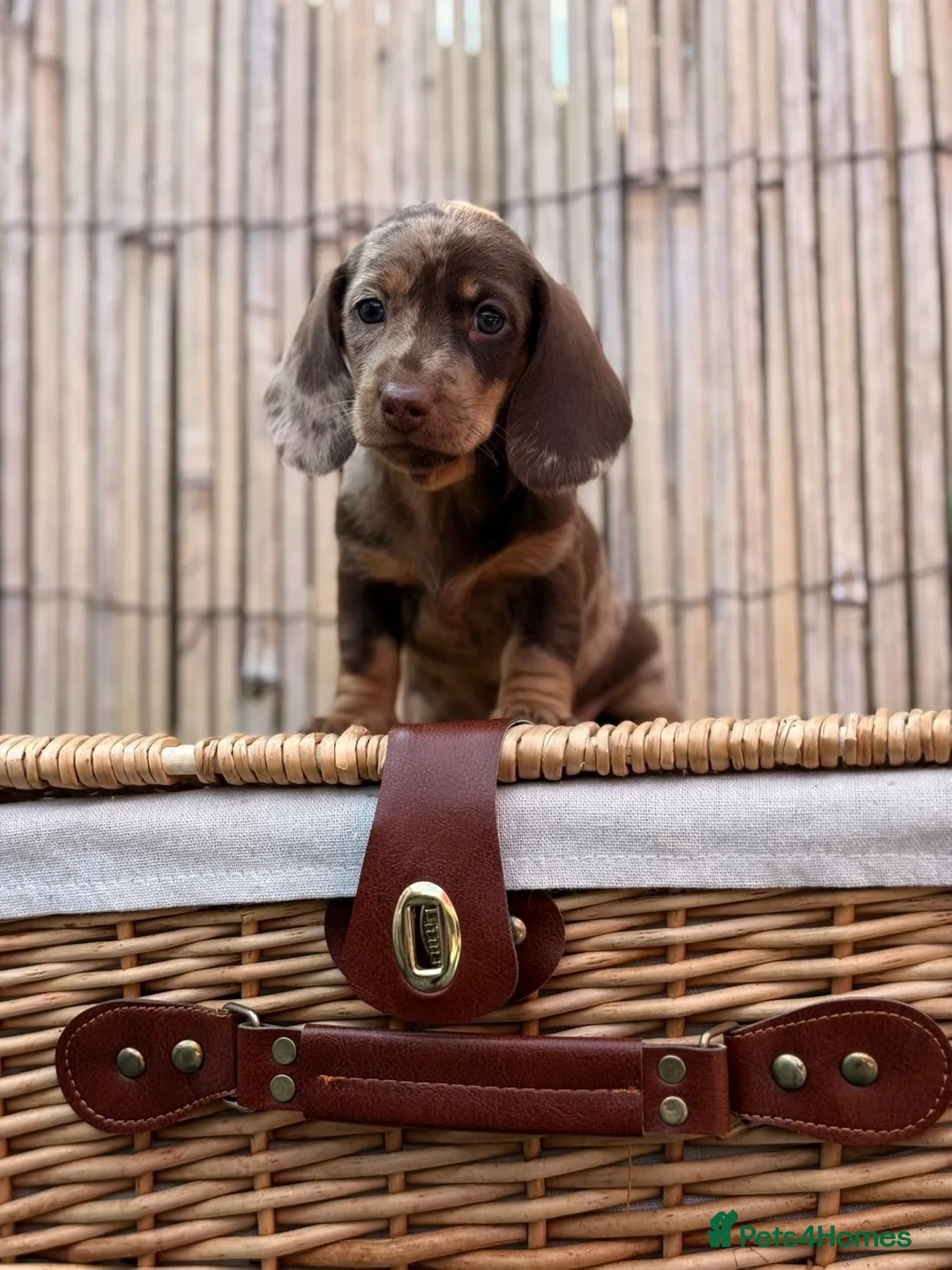 Miniature Dachshund dogs for sale: Long haired miniature dachshund  - Advert 1