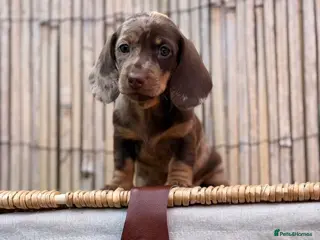 Miniature Dachshund dogs Long haired miniature dachshund - Advert 2