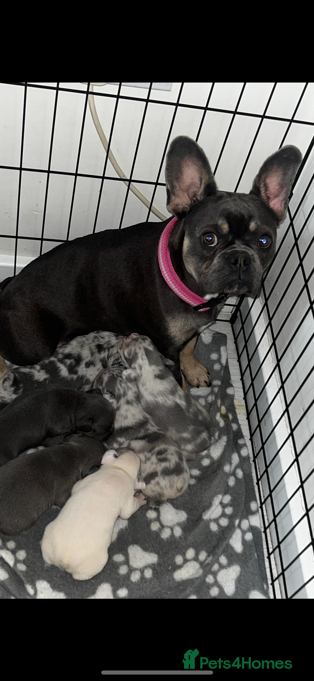 French Bulldog dogs for sale: 3 French bulldog puppies - Advert 4