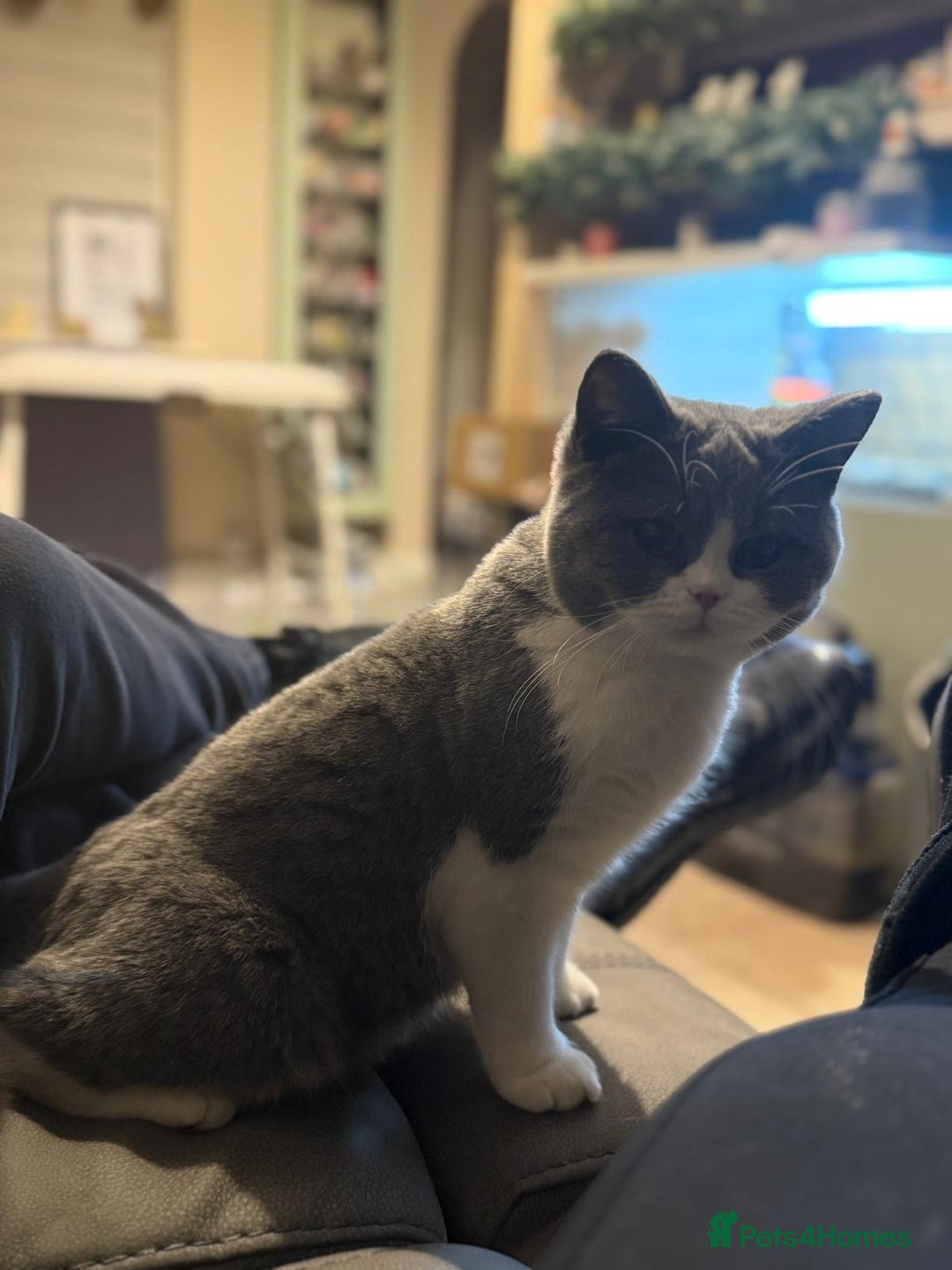 British Shorthair cats for sale: Stunning British shorthair  - Advert 4