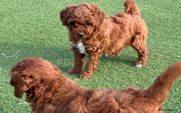 Poochon dogs for sale: ✨ Gorgeous Red & Apricot Poochon Puppies ✨ - Image 3