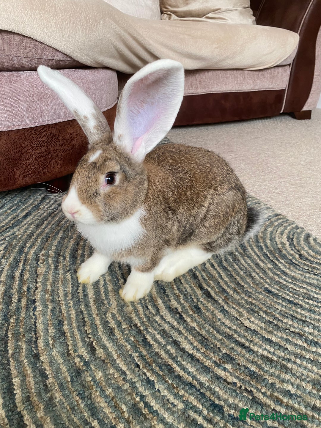 Continental Giant rabbits for sale: Continental giant rabbits  - Image 16