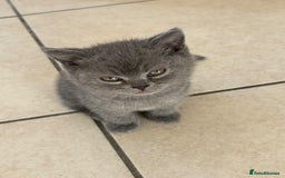 British Shorthair cats for sale: Adorable British short hair kitten- one male left - Image 4
