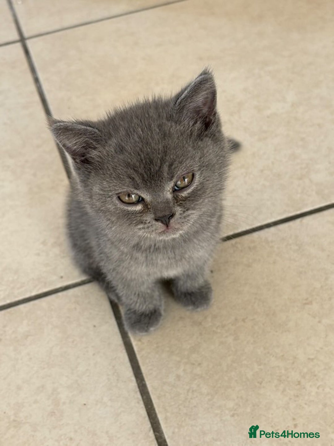 British Shorthair cats for sale: Adorable British short hair kitten- one male left - Image 4