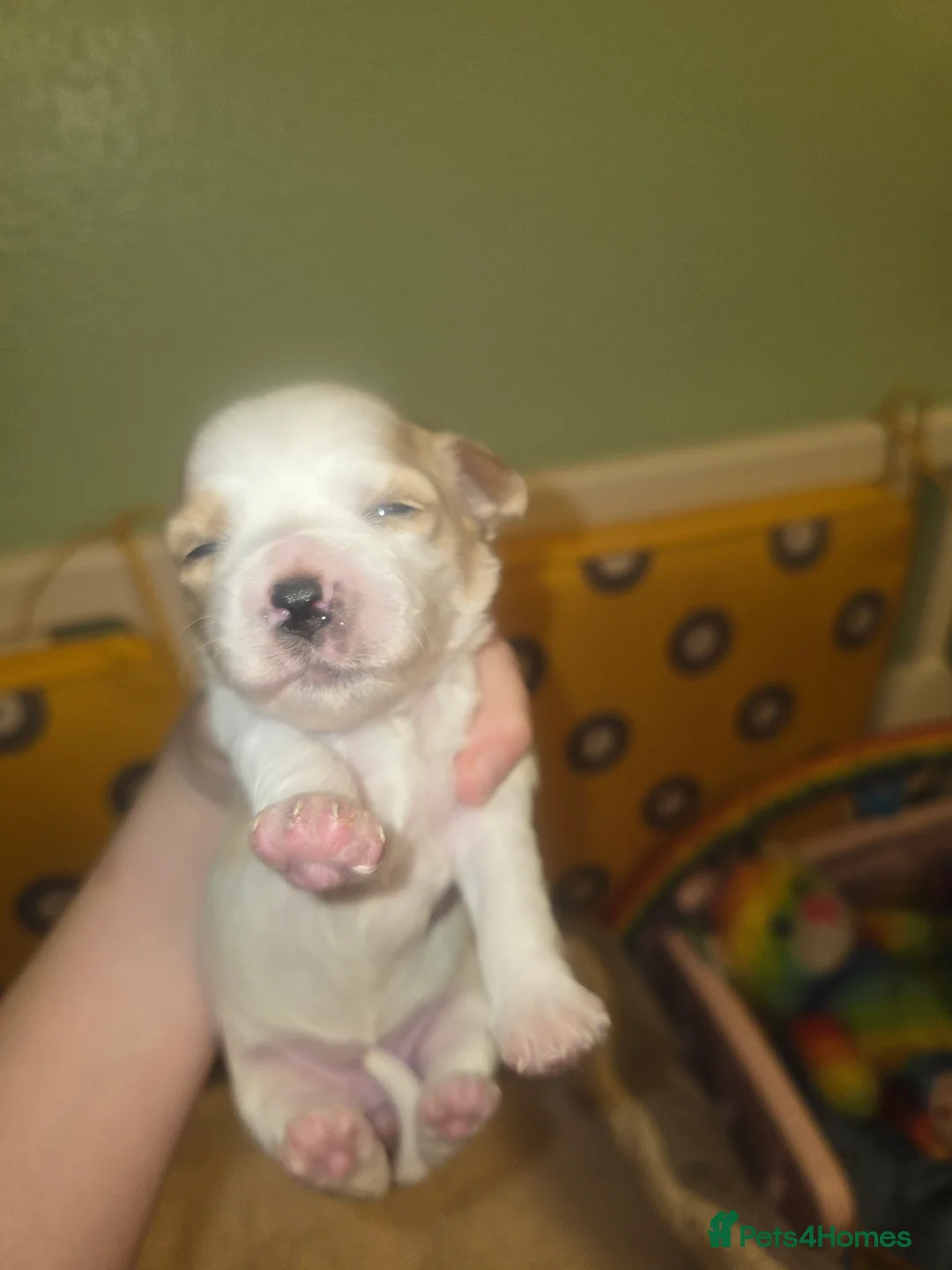 Yorkshire Terrier dogs for sale: wonderful puppies yorkshire terrier - Advert 30