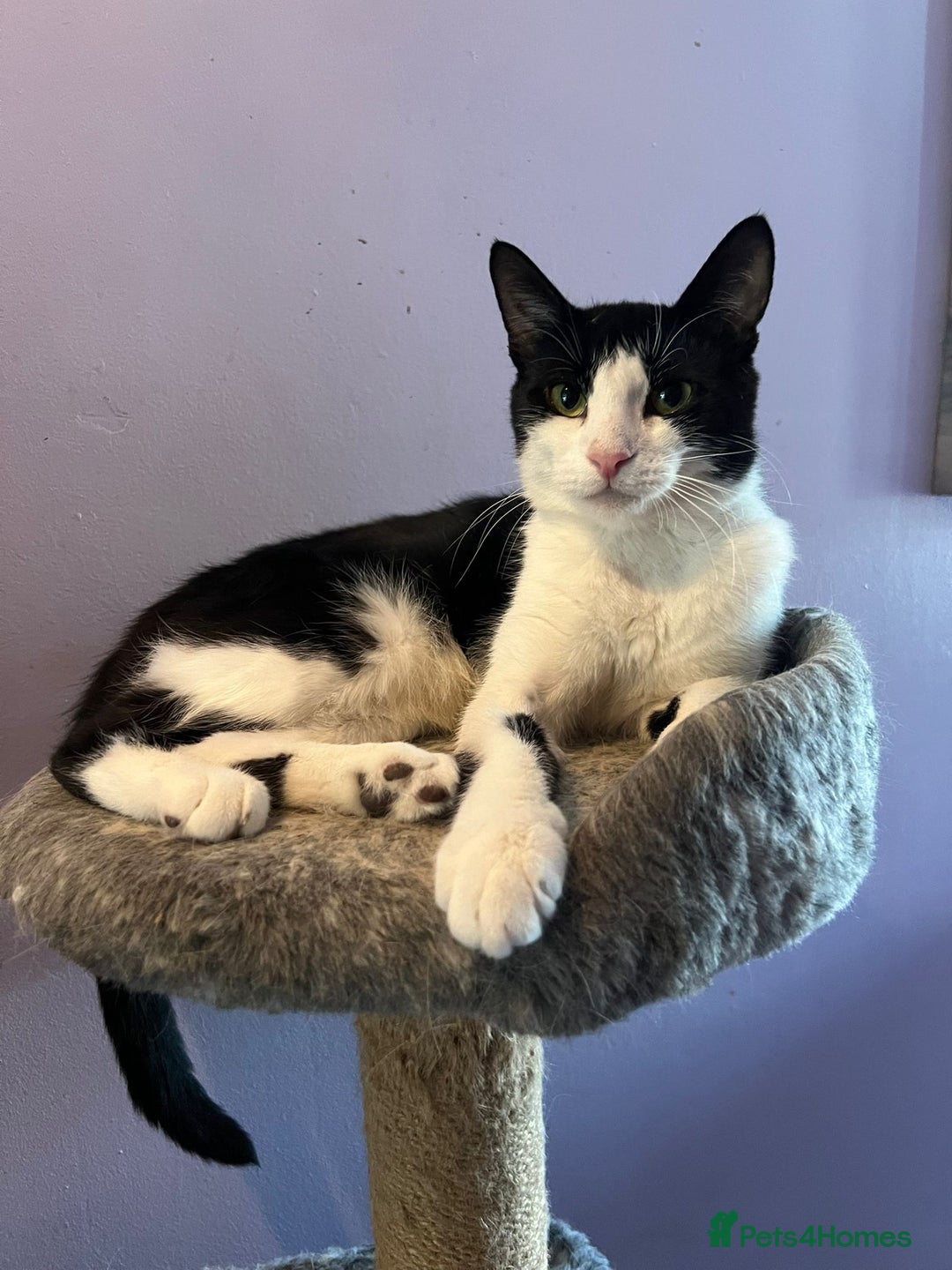Mixed Breed cats for adoption: 4 month old rescue kitten needs new home - Image 2