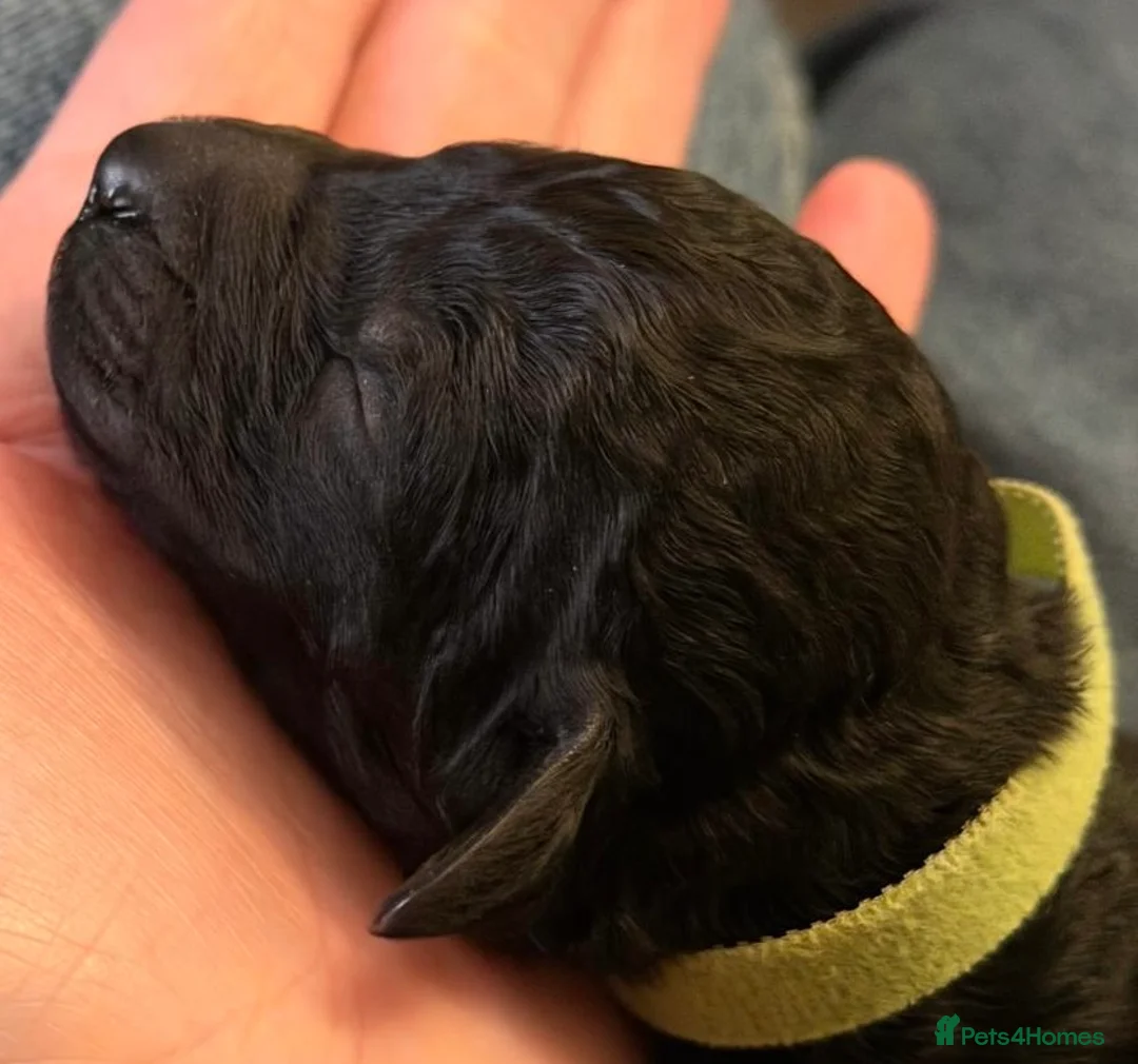 Standard Poodle dogs for sale: Reduced price£1800 Wonderful standard poodle pup’s - Advert 16