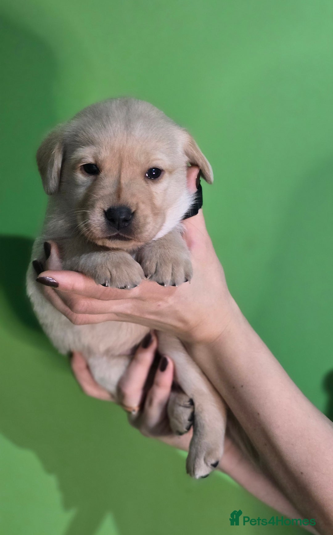 Labrador Retriever dogs for sale: Labrador puppies - Advert 7