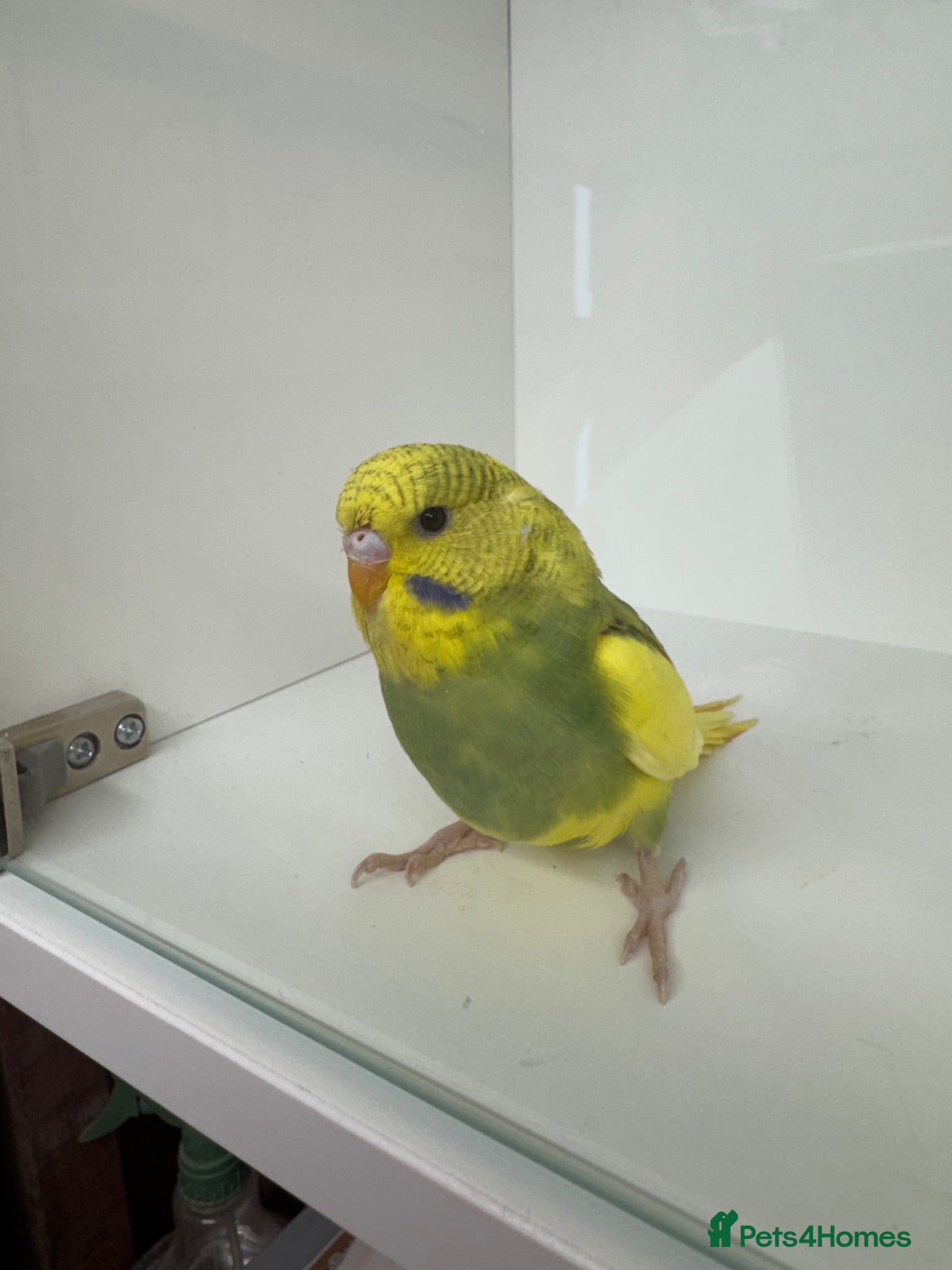 Budgerigars birds Beautiful baby budgies for sale - Advert 6