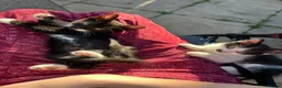 Mixed Breed cats for sale: 3 playful kittens  - Advert 22