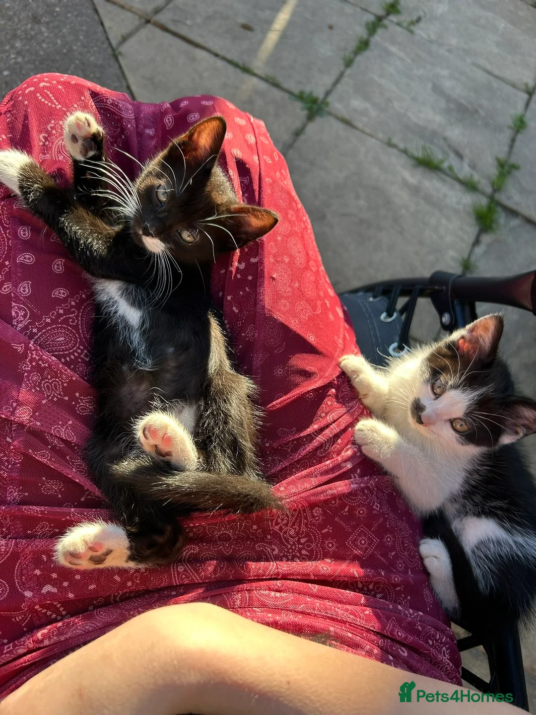 Mixed Breed cats for sale: 3 playful kittens  - Advert 22