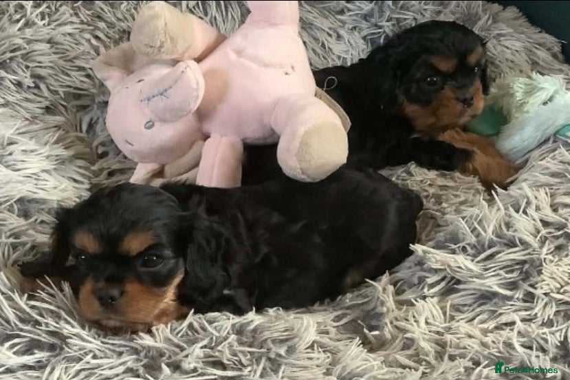 Cavalier King Charles Spaniel dogs Cavalier King Charles Male Puppies - Advert 1