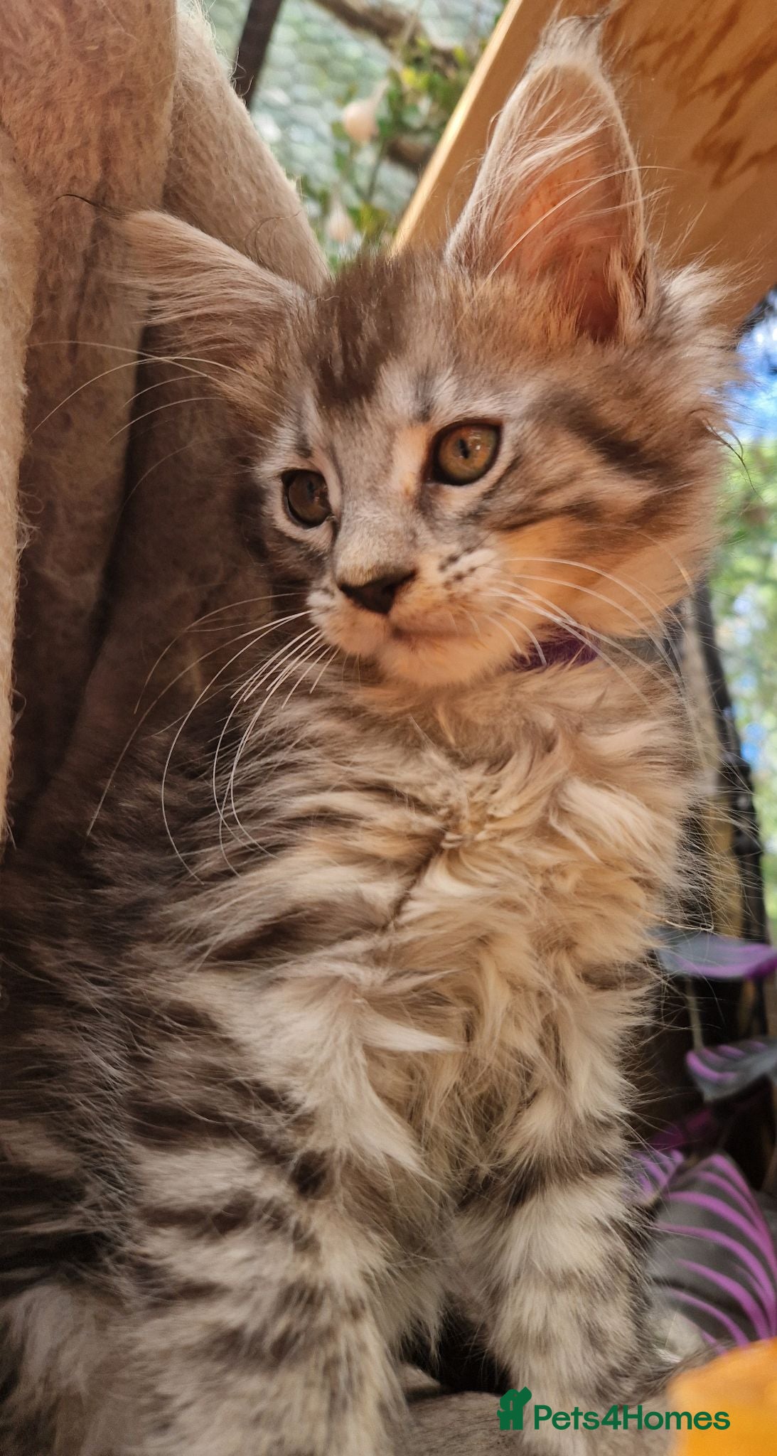 Maine Coon cats Mainecoon and mix maine coon - Advert 2
