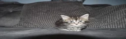 Maine Coon cats for sale: beautiful Maine coon kittens (2 poly) - Advert 14