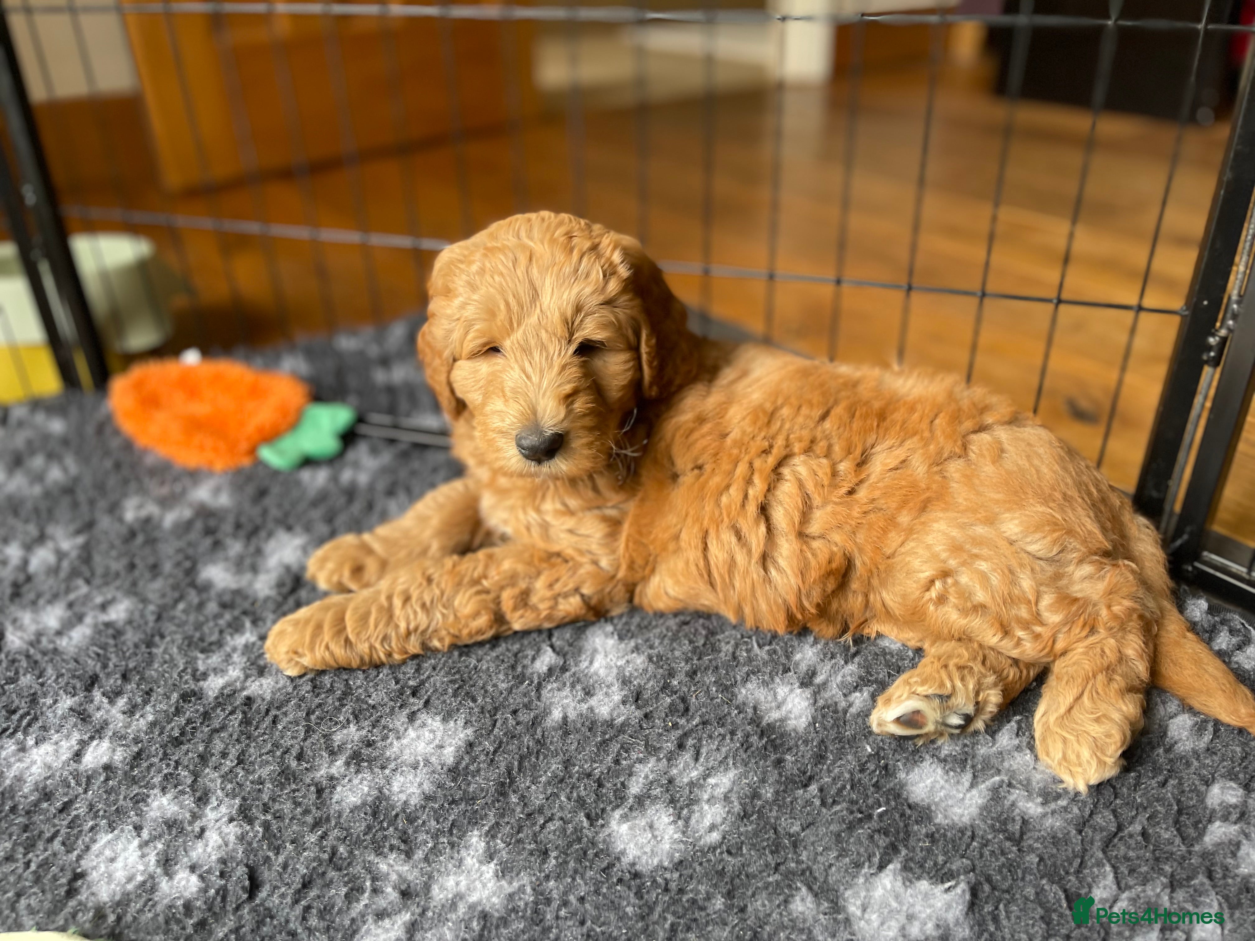Australian Labradoodle dogs Australian Labradoodle Puppies Only 2 Remaining - Advert 2