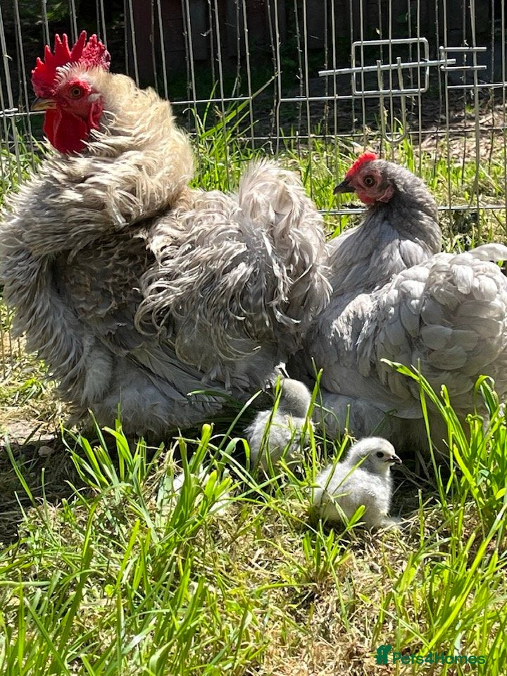 Chickens poultry for sale: Pekin Bantam chicks - Advert 1