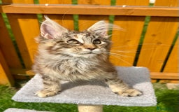 Maine Coon cats for sale: Pedigree Maine Coon kittens  - Image 7