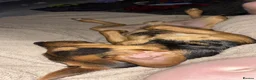 Mixed Breed dogs for sale: Jack Russell cross  - Advert 2