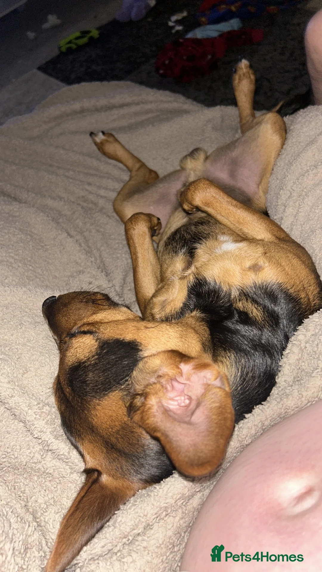 Mixed Breed dogs for sale: Jack Russell cross  - Advert 2