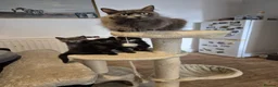 Mixed Breed cats for sale: 3 cute kittens (male) in Plymouth - Advert 15