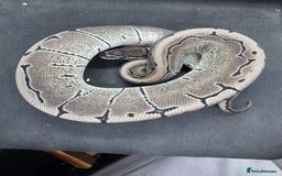 Python Snake reptiles for sale: Royal pythons from £30  - Image 3