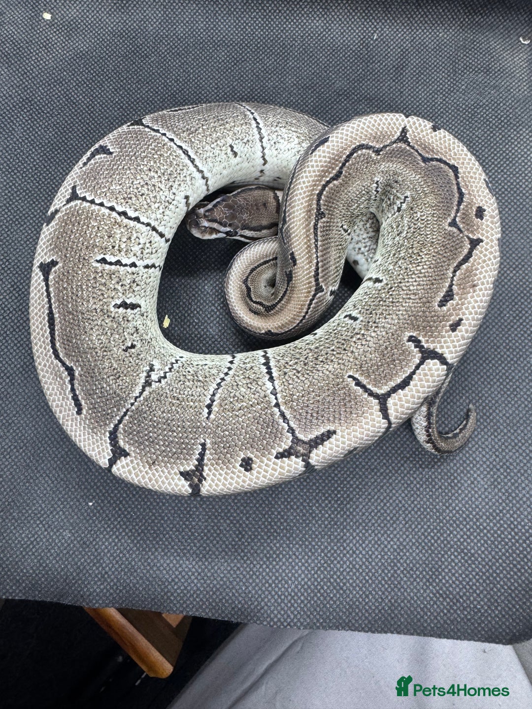 Python Snake reptiles for sale: Royal pythons from £30  - Image 3