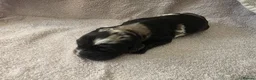 Cocker Spaniel dogs for sale: Cocker spaniel puppies  - Advert 8