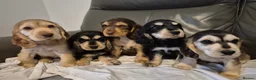 Cocker Spaniel dogs for sale: Show cocker spaniel puppies  in Ashbourne - Advert 2