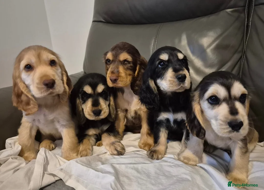 Cocker Spaniel dogs for sale: Show cocker spaniel puppies  in Ashbourne - Advert 2