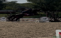 Irish Sports horses for sale: Teens horse / mother / daughter share - Image 4