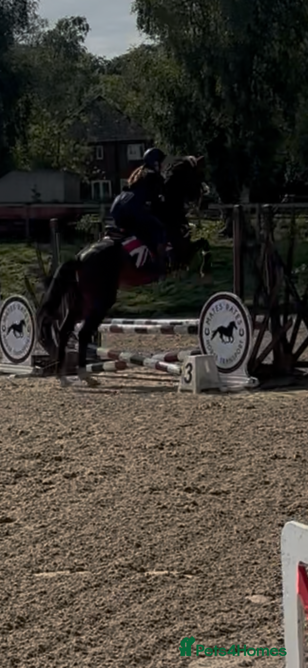 Irish Sports horses for sale: Teens horse / mother / daughter share - Image 4