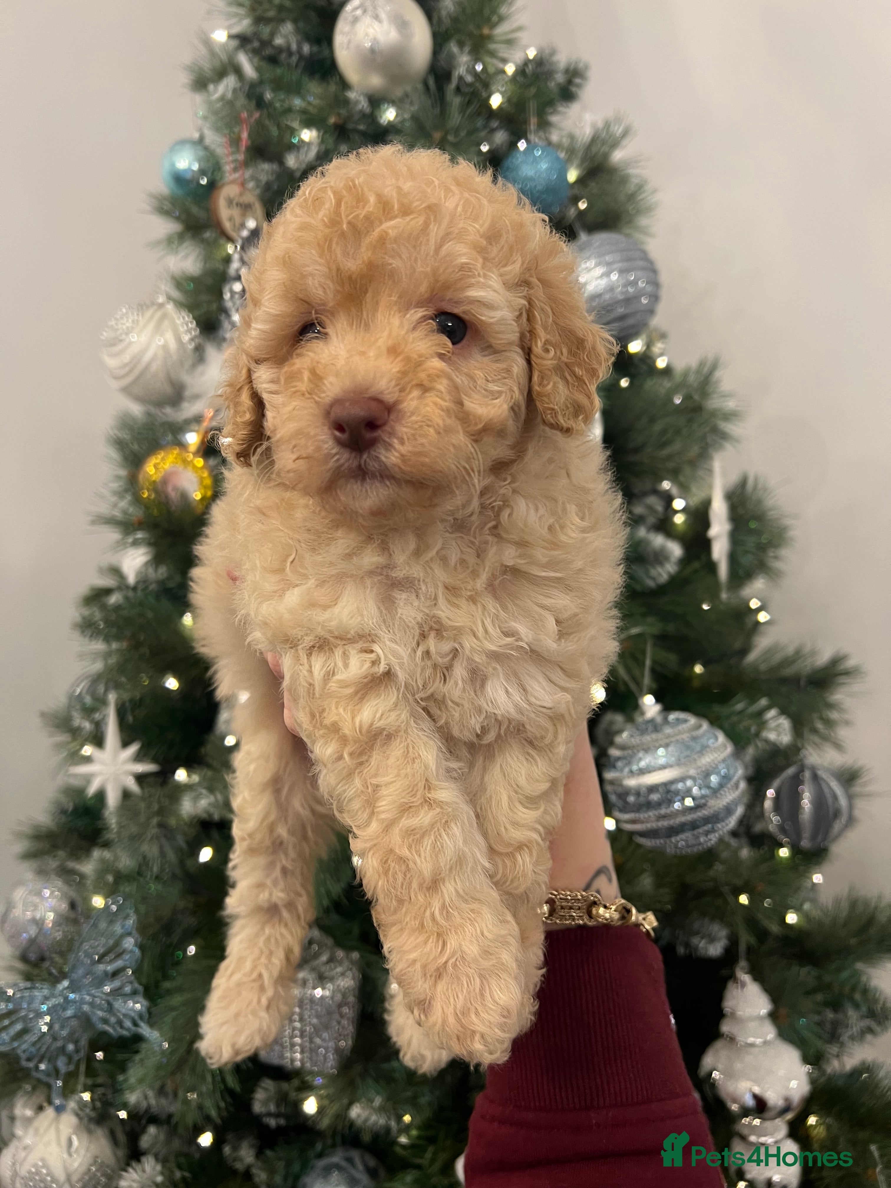 Toy Poodle dogs ** 2 girls, Beautiful, Healthy Toy Poodles ** - Advert 8