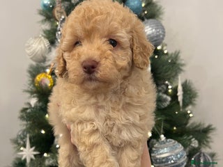 Toy Poodle dogs ** Beautiful, Healthy Toy Poodles ** - Advert 9