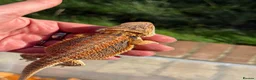 Bearded Dragon reptiles for sale: Red bearded dragon babies - ready for collection! in London - Advert 15
