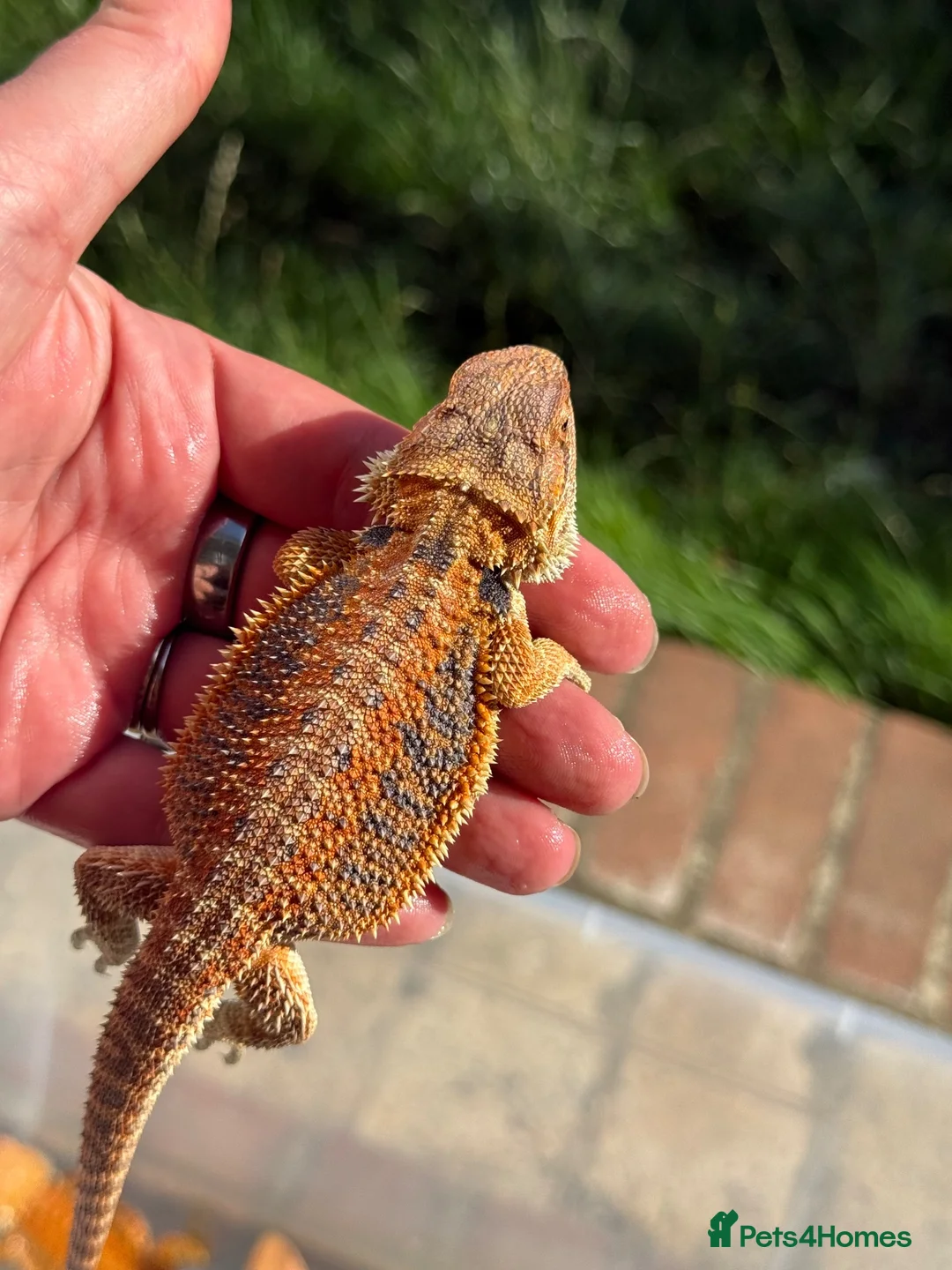 Bearded Dragon reptiles for sale: Red bearded dragon babies - ready for collection! in London - Advert 15