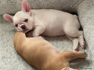 French Bulldog dogs - Advert 21