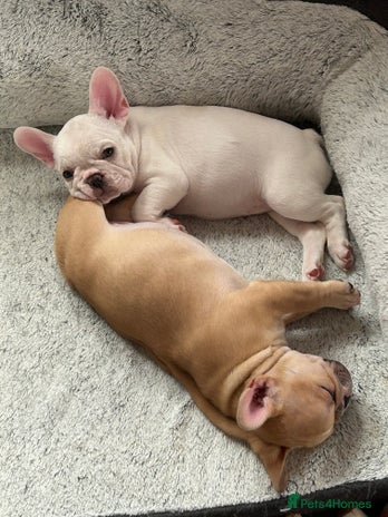 French Bulldog dogs - Advert 4
