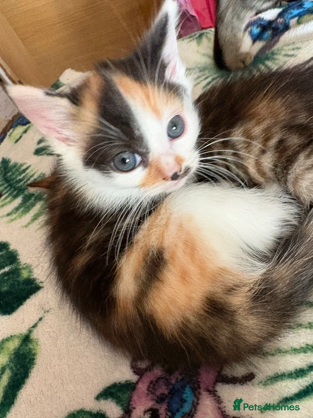 Mixed Breed cats for sale: 3 beautiful female kittens  - Advert 7