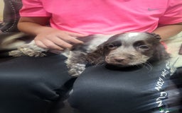 Cocker Spaniel dogs for sale: Cocker spaniel puppies  - Image 5