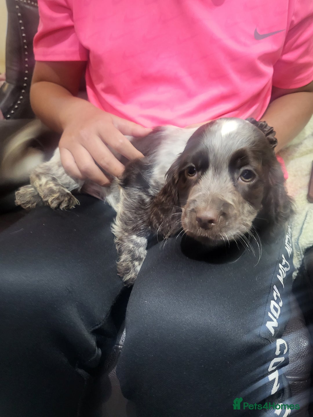 Cocker Spaniel dogs for sale: Cocker spaniel puppies  - Image 5